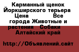 Карманный щенок Йоркширского терьера › Цена ­ 30 000 - Все города Животные и растения » Собаки   . Алтайский край